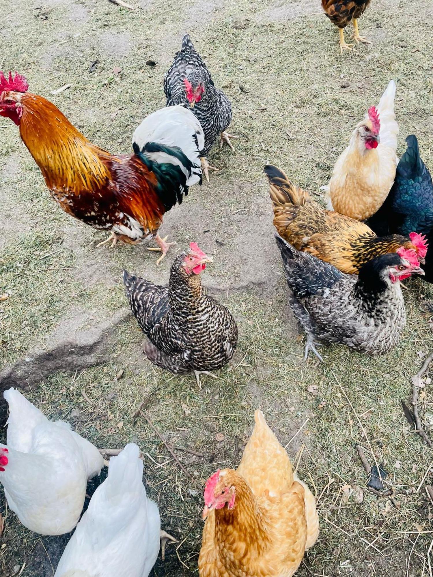 Ferienwohnung Schaeferhof, Die Natur Vor Der Haustuere Cottbus Exterior foto